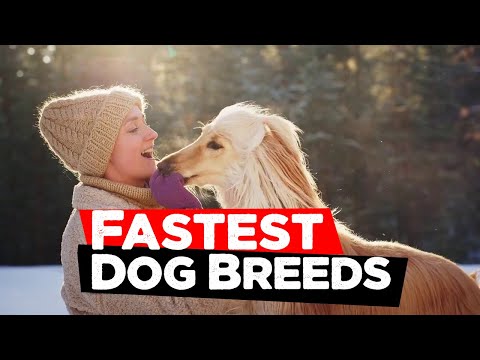 Fastest dogs on the planet | Top 10 list | Curious List