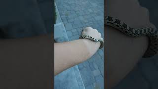 baby bull snake