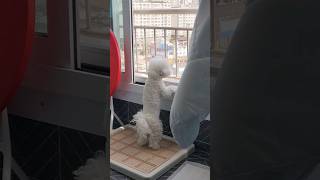 풍경 감상하는 귀여운 비숑 강아지 #bichonfrise #dog #cutedog