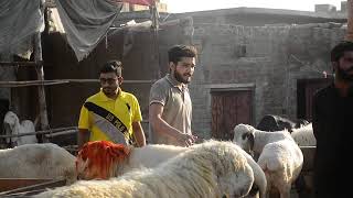 Copyright Free - Stock Footage : Goat Market Pakistan EId ul Adha