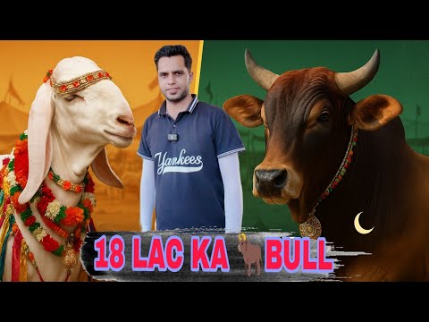 "Eid Mandi Ka Full Tour | Mehngai Ka Tofaan!💰/Mandi Mein Aaya Bakra King 👑 |Price Sunke Hosh Ud Gaye