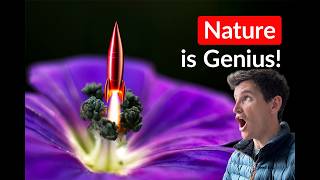 Top 10 Biomimicry Examples of All Time