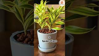 ✨Top 10 Indoor Plants☘️That Clean the Air Naturally🌿