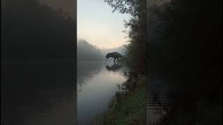 Dinosaurs spotted 🦖#AIVideo#AICreation#AIVideoEdit#AIVideoArt#AIContent#AIVideoTrend#dinosaur#horror