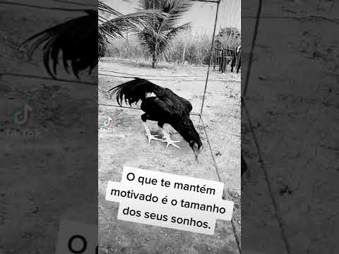 #galocombatente #galosderaça #cfkamura