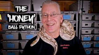 The Honey Ball Python Gene: A Hidden Gem!