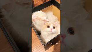 cutipie 🎀🥰.... #cute #cat #kittens #funny #viral #islamicmeow #viralvideo #shorts