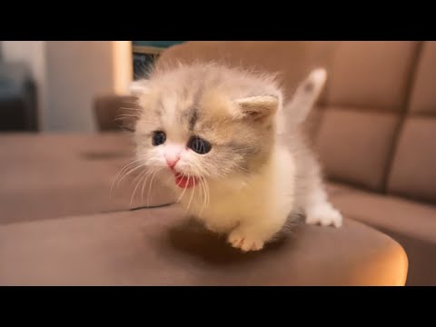 Sweetest little kittens will melt your heart ♥