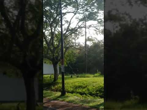 Monyet kampus _Malikul shaleh