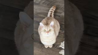 Cat owners understand #cat #cats #catlover
