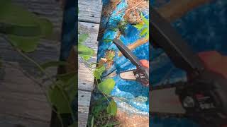 Upgrade Your Tools This Season #tech #gardentools #minichainsaw