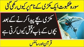 Quran  Pak and Science Scientific Research on Spider in Urdu and  Hindi