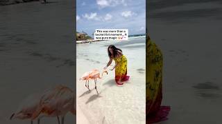 Flamingo beach with the beautiful flamingos at Renaissance Island Aruba #visitaruba #tropicaltravel