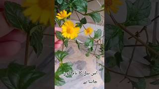 #bollywood #love gardenbeautiful garden#daliyroutine #nature