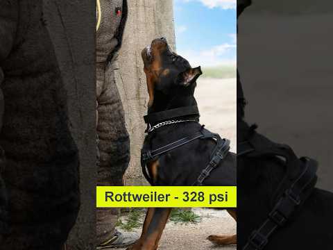 Rottweiler Bite Force #rottweiler #dogbite #biteforce