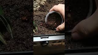 Bioactive crested gecko enclosure setup