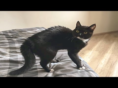 Funny Cat Videos of 2025 😍 Try not to laugh #19