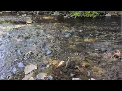 Relaxing Sounds - Studying, Focus, Sleep - 2 Hour Ambient Noise - Spring Stream 4/29:@AccruedInt ​