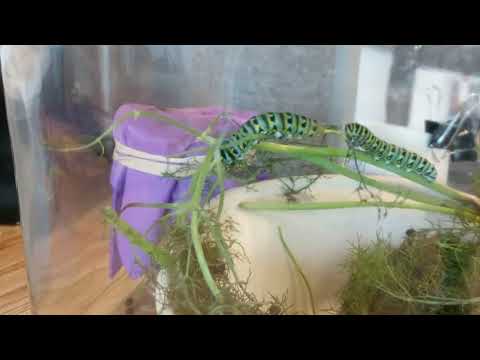 Swallowtail caterpillars eating 64x timelapse