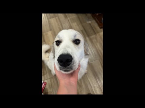 Hope the Floof  walk time  live 