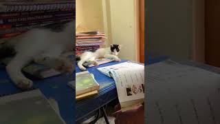 #cat #memes #funny #cute #foryoupage#catstudyplan