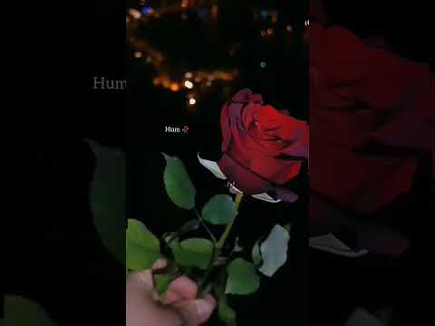 ye ishq 🥀samjh na🍃 paye hum🍂 #status #rahatfatehalikhan  #ost #sukoon 🍁