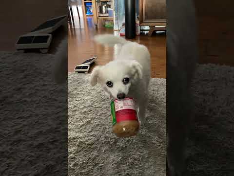 PB Jar Protector