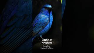 A New Design Journey Begins | TheFinch Design Website Teaser