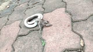 aggressive wolf snake 🐍#snake #wildrift #india #animals #challenge #gujarat #navsari #love