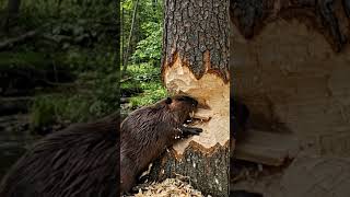 Nature’s Engineer 🦫 Beaver Takes Down a Giant Tree