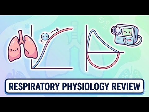 PLE Physiology 4.4 Respiratory