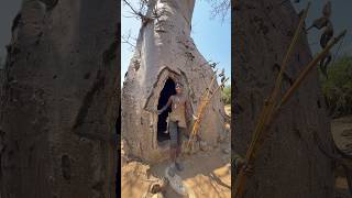 Life inside baobab tree #hadzabetribe #africa