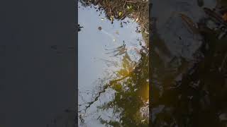 Snake #petsofinstagram #snakesofig #ballpythonsofinstagram #reptilelover #python