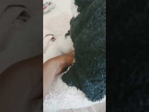 mango gives birth to a husky puppy 😂😂😂