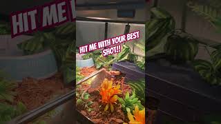 #ballpython #feedingsnakes #royalpython #snakefeeding