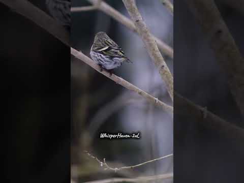 "Whispers of the Forest: Birdsong for Peaceful Dreams" | #birds #naturetranquility #relaxingsounds