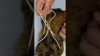 Homemade pet harness #tip #collar #pets #dog #cat #rope #knot #shorts