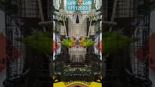 LoVi 😍 LoBi #lovebirdmania