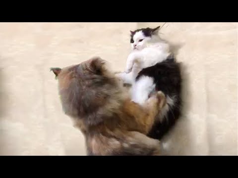 My New Kitten Meets Cats For The First Time - Cutest Kitten