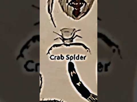 TYPES OF SPIDERS|PART 5|CRAB SPIDER| #spider @MrBeast @tseries @LIKEMYTH