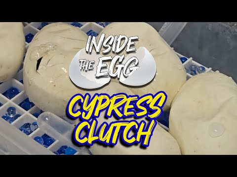 Cypress Clutch | Inside the Egg 9