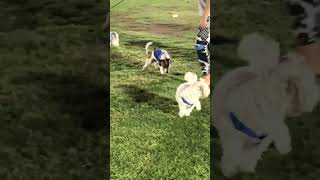 Dogs Walking in Dubai 🐶