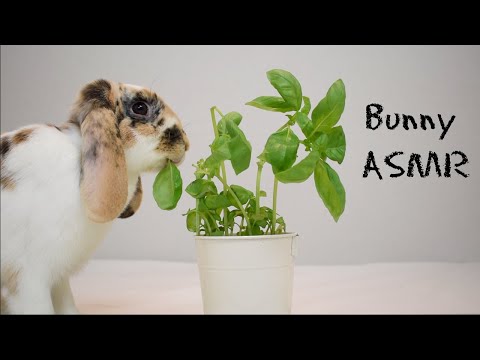Bunny eating a basil plant - ASMR