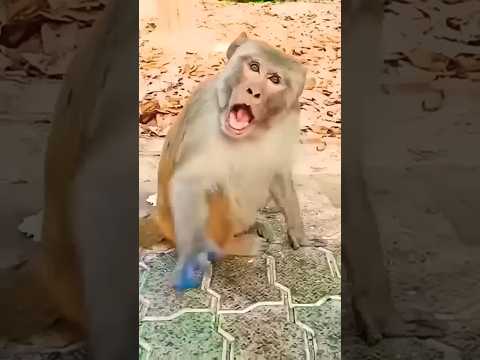 Monkey 🐒 & cat 🐈 comedy video #monkey #cat #comedyvideos #funnyvideos #shorts