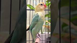 Lovebird Ngekek Panjang #burung #lovebird #lovebirds #fypp #bird #lovebirdfighter #lovebirdmania