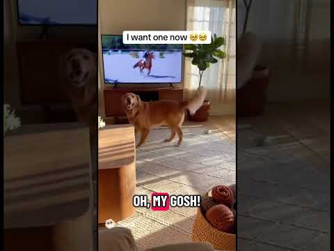 🥹cutest animal on earth🥹 #aishorts #funny #wtf #memes #comedy #viral #trending #animals #cute