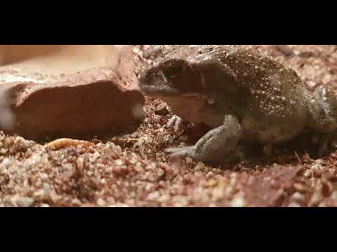 Bufo Alvarius  setup & feeding