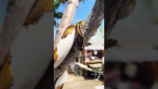 Piebald Ball Python #PiedBallPython #BallPython #Piebaldballpython #TrinityCreationz #Snake