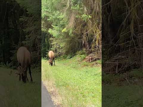 Elk in Olympic National Park