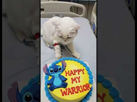 #animalintelligence #aiandcats #happybirthday #cats #birthday #cake #aicats #cute #kitten #o🔥🏂